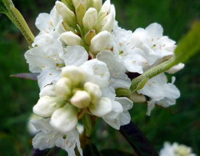 Rhododendron ‘Arctic Tern’