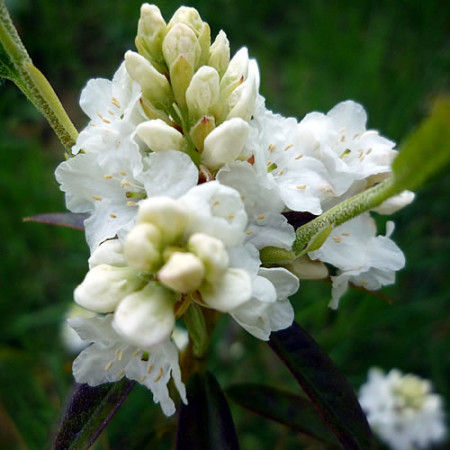 Rhododendron ‘Arctic Tern’ - dwergrhododendron