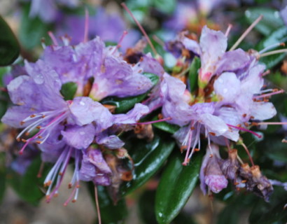 Rhododendron ‘Azurika’ - dwergrhododendron