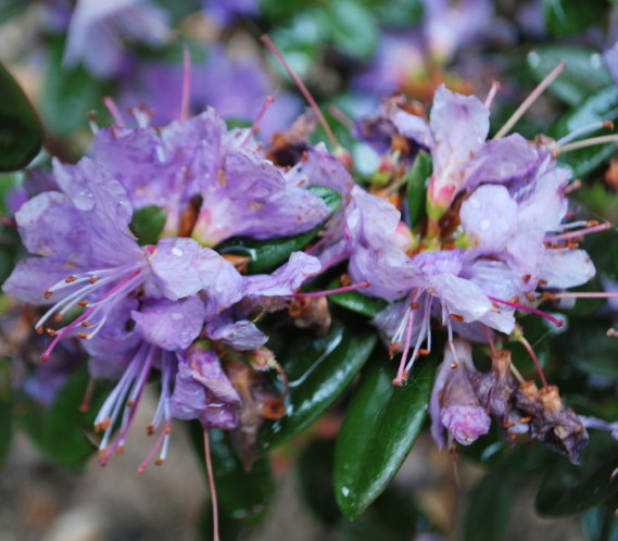 Rhododendron ‘Azurika’ - dwergrhododendron