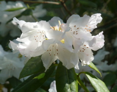 Rhododendron ‘Dora Amateis’ - dwergrhododendron