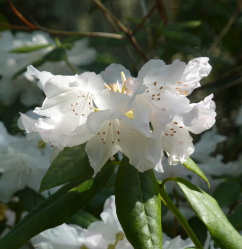 Rhododendron ‘Dora Amateis’ - dwergrhododendron