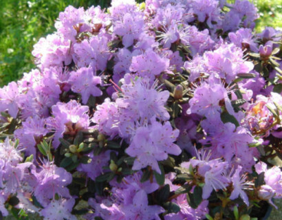 Rhododendron impeditum - dwergrhododendron