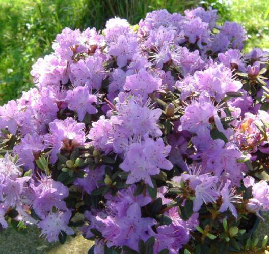 Rhododendron impeditum - dwergrhododendron