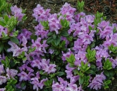 Rhododendron ‘Lavandula’ - dwergrhododendron