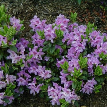 Rhododendron ‘Lavandula’ - dwergrhododendron