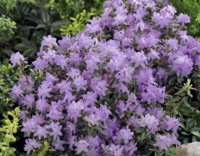 Rhododendron ‘Moerheim’