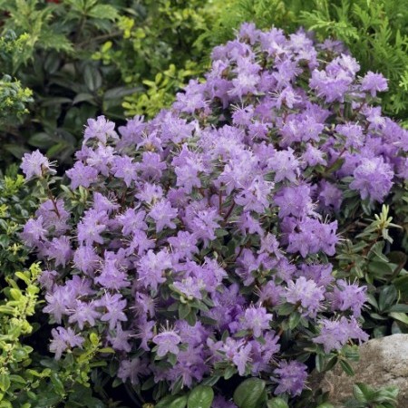 Rhododendron ‘Moerheim’ - dwergrhododendron