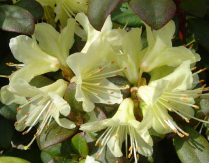 Rhododendron ‘Princess Anne’