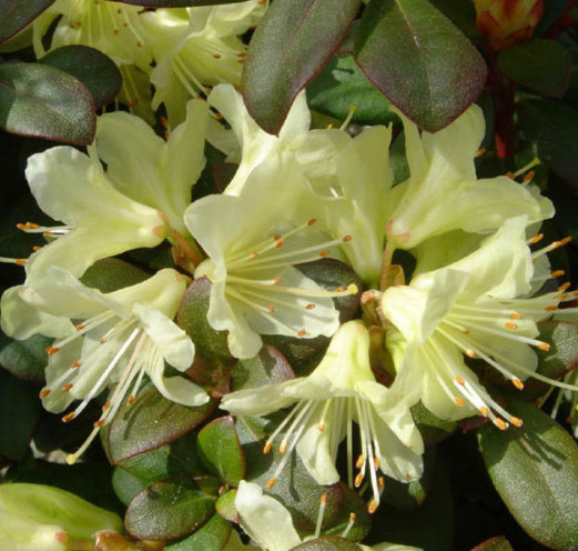 Rhododendron ‘Princess Anne’ - dwergrhododendron