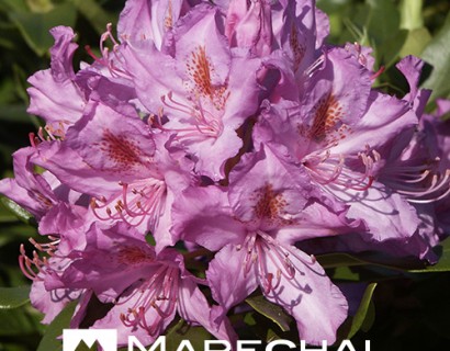 Rhododendron ponticum