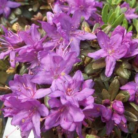 Rhododendron ‘Purple Pillow’ - dwergrhododendron