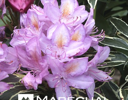 Rhododendron ponticum ‘Variegatum’ - rhododendron