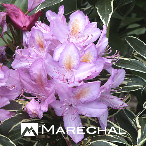 Rhododendron ponticum ‘Variegatum’ - rhododendron