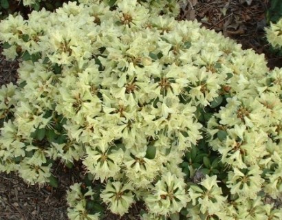 Rhododendron ‘Shamrock’