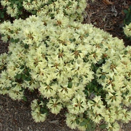 Rhododendron ‘Shamrock’ - dwergrhododendron