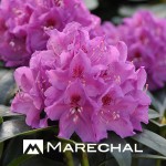 Rhododendron planten, voor een bloemenpracht in het voorjaar.