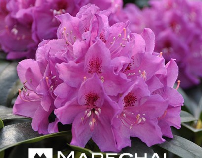 Rhododendron ‘Anah Kruschke’ - rhododendron