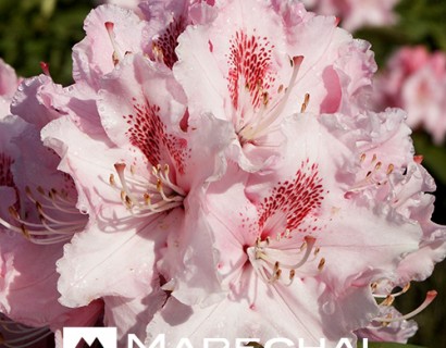 Rhododendron ‘Albert Schweitzer’ - rhododendron