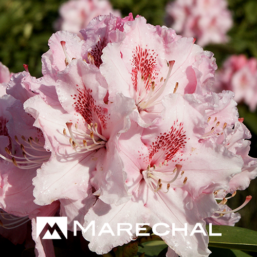 Rhododendron ‘Albert Schweitzer’ - rhododendron