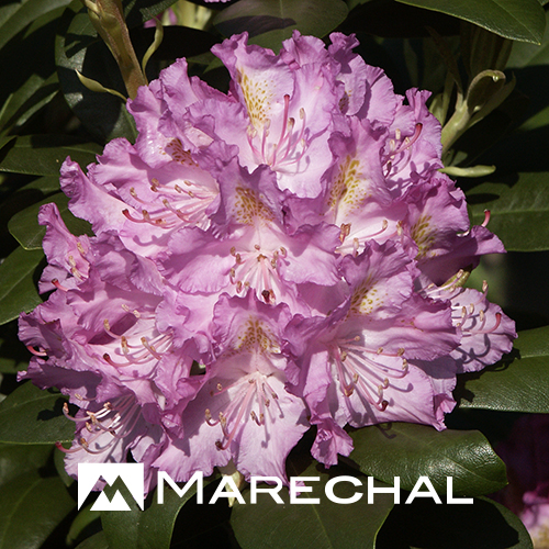 Rhododendron ‘Catawbiense Grandiflorum’ - rhododendron