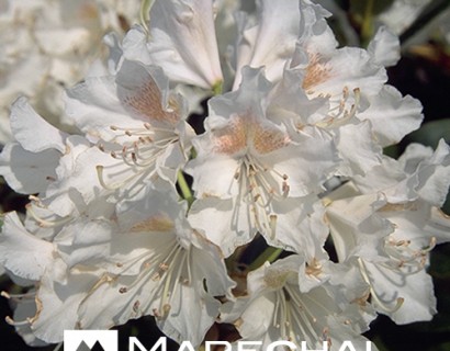 Rhododendron ‘Cunningham’s White’ - rhododendron