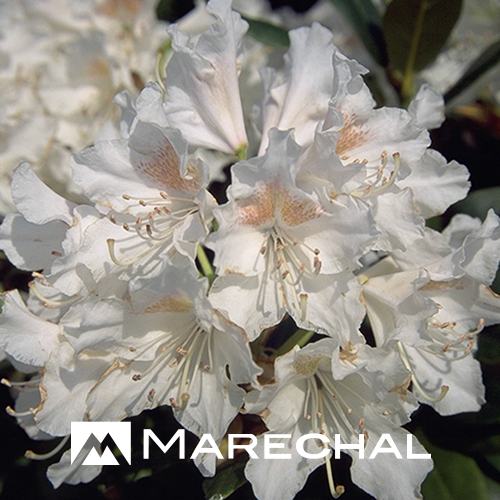 Rhododendron ‘Cunningham’s White’ pot 4 liter