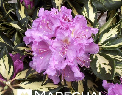 Rhododendron ‘Goldfinger’ - rhododendron