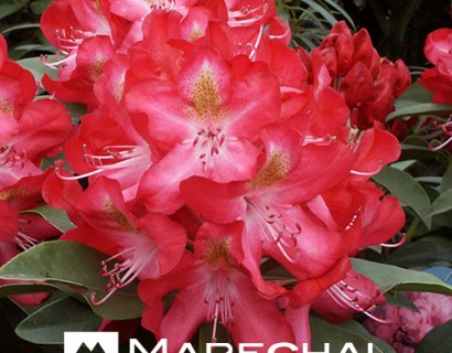 Rhododendron ‘Junifeuer’ - rhododendron