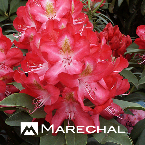 Rhododendron ‘Junifeuer’ - rhododendron