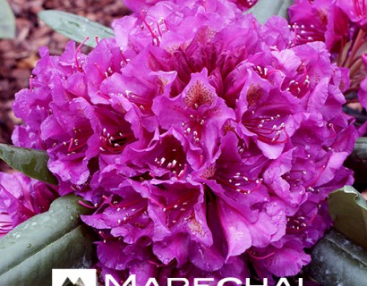 Rhododendron ‘Marcel Menard’