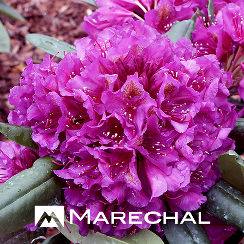 Rhododendron ‘Marcel Menard’ - rhododendron