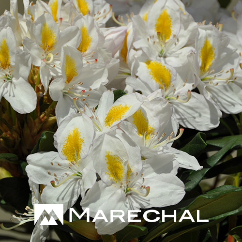 Rhododendron 'Mme Masson' (Rhododendron hybride).