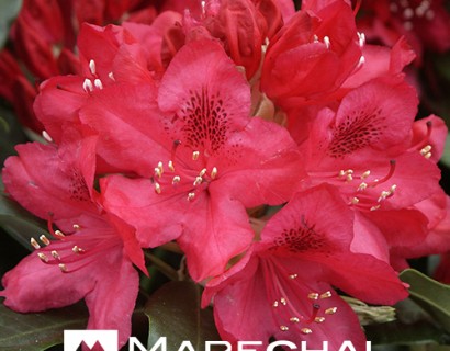 Rhododendron ‘Nova Zembla’ - rhododendron