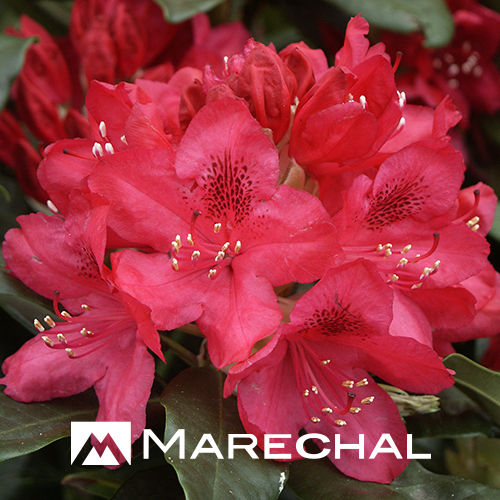 Rhododendron ‘Nova Zembla’ - rhododendron