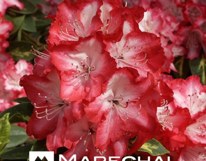 Rhododendron ‘President Roosevelt’ - rhododendron