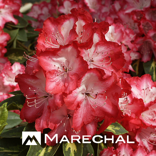 Rhododendron ‘President Roosevelt’ - rhododendron