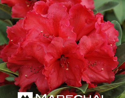 Rhododendron ‘Red Jack’