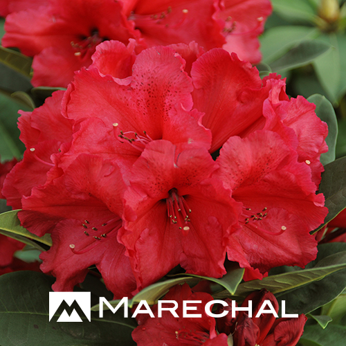 Rhododendron 'Red Jack'.