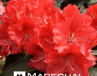 Rhododendron ‘Wilgen’s Ruby’ - rhododendron