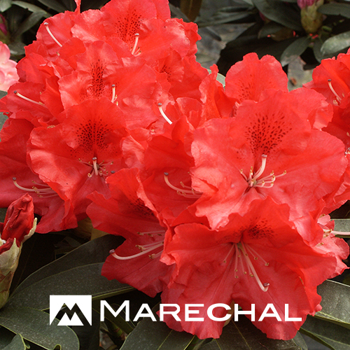 Rhododendron ‘Wilgen’s Ruby’ - rhododendron