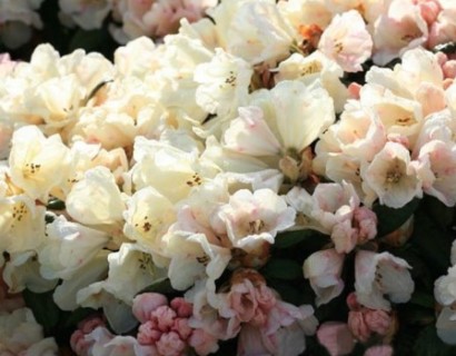 Rhododendron yakushimanum ‘Dusty Miller’ - dwergrhododendron