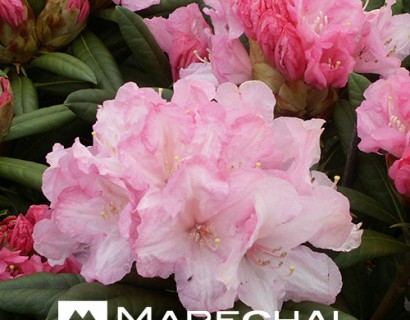 Rhododendron yakushimanum ‘Morning Cloud’ - dwergrhododendron