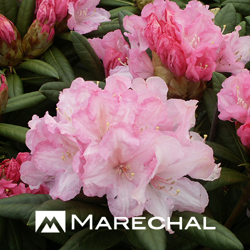 Rhododendron yakushimanum ‘Morning Cloud’ - dwergrhododendron