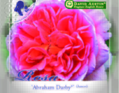 Rosa ‘Abraham Darby’ - David Austin roos