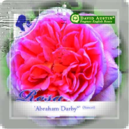 Rosa ‘Abraham Darby’ - David Austin roos