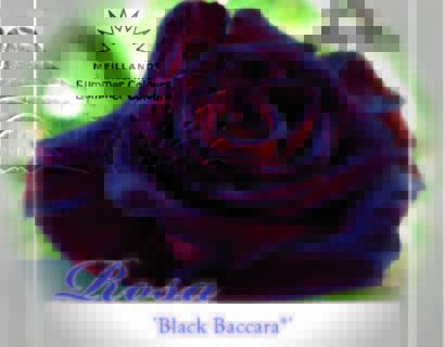 Rosa ‘Black Baccara’ - grootbloemige Meilland roos