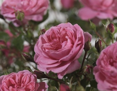 Rosa ‘Berleburg’ - tros-heesterroos
