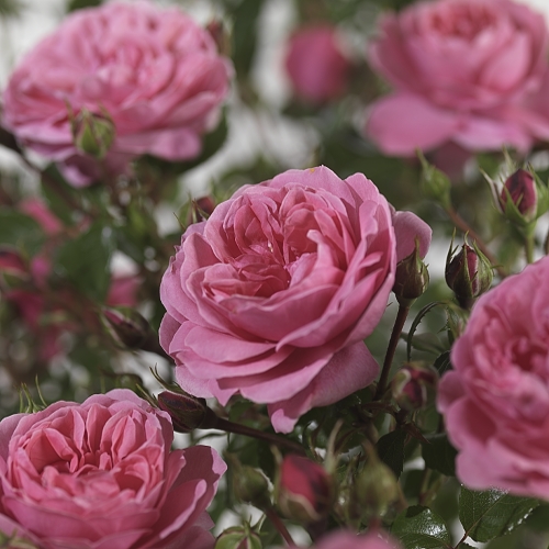 Rosa ‘Berleburg’ - tros-heesterroos