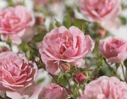 Rosa ‘Bonica’ - Meilland roos